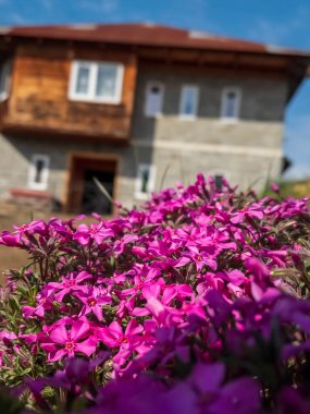 Dağlarda pembe çiçekler