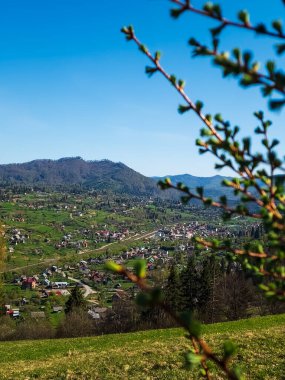 Ormanda bir ağacı olan güzel bir manzara.