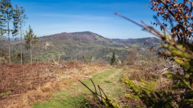 Dağ ormanının güzel sonbahar manzarası