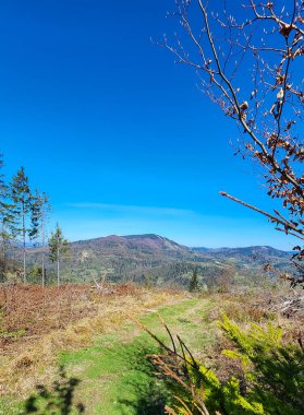 Ormanda sonbahar manzarası
