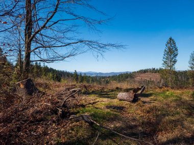 Ağaçlar ve yapraklarla dolu güzel bir sonbahar ormanı