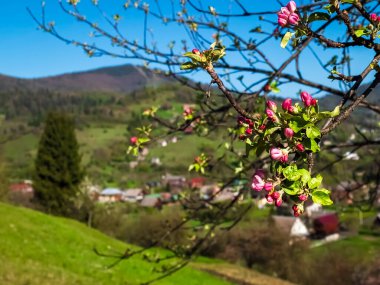 İlkbaharda kiraz çiçekleri