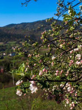 İlkbaharda çiçekli elma ağaçları