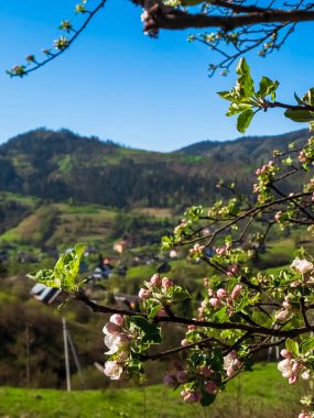 İlkbahar manzarası Kiraz ağaçları ve çiçeklerle