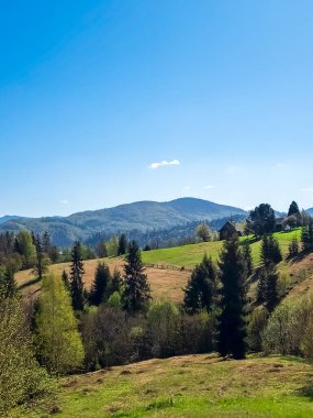 Baharda yeşil ormanın güzel manzarası ve mavi gökyüzü.