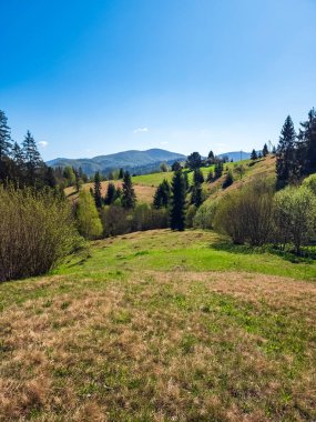 Dağlardaki güzel yeşil orman