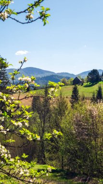 Thuringia 'daki Schwerin şehrinin yakınlarındaki Alman ormanında bahar geldi.