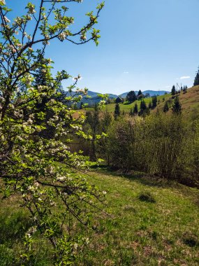Yeşil çayırları ve arka planında bir ağacı olan güzel bir bahar manzarası.