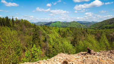 Güzel manzara. dağ ormanı