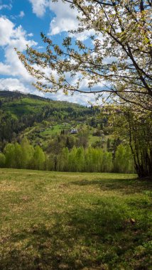 Ormandaki güzel bahar manzarası