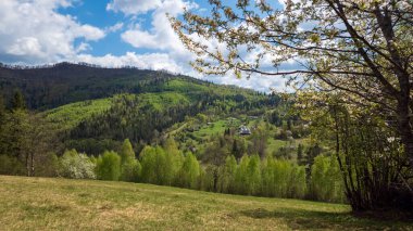 Dağlarda ilkbahar. Dağdaki yeşil çimenler.