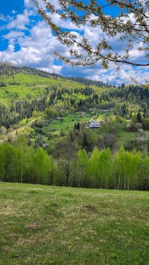 Mavi gökyüzü ve beyaz bulutların arka planında bir ağaç olan güzel bir tarla görüntüsü.