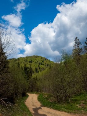 Yol ve ağaçlarla dolu güzel bir manzara