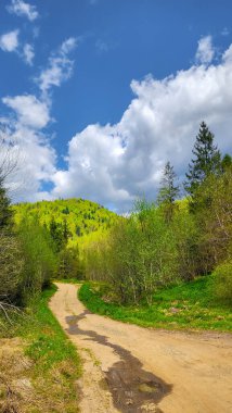 İlkbaharda ormandaki güzel bir yol manzarası.