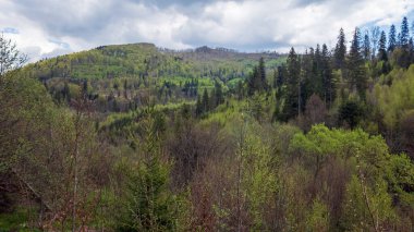 yeşil ağaçlar ve mavi gökyüzü