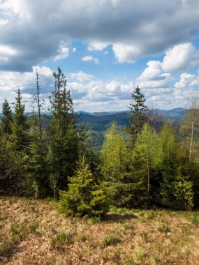 Ormanın güzel manzarası