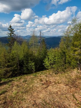 Bir dağ ormanının yaz manzarası