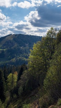 Ormanın güzel manzarası