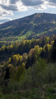 Ormanın güzel manzarası