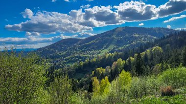 Mavi bulutlu gökyüzü ile yeşil bir orman