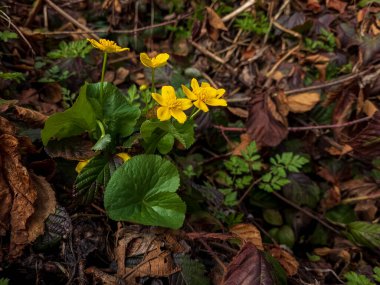 Ormanda güzel çiçekler