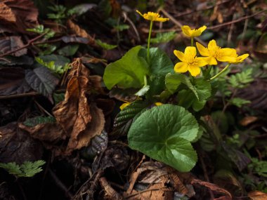 Kapalı - Baharın bahçesinde sarı bir çiçek, makro fotoğrafçılık