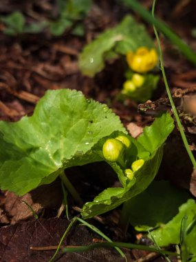 ormanda genç mantar