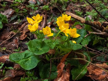 Bahçedeki sarı çiçekler