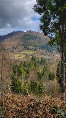 Ağaçlar ve yapraklarla dolu sonbahar manzarası