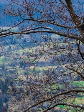 Yeşil bir ormanda güzel bir ağaç görüntüsü.