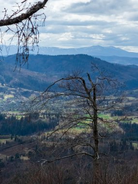 Dağlardaki güzel bir ağaç görüntüsü.