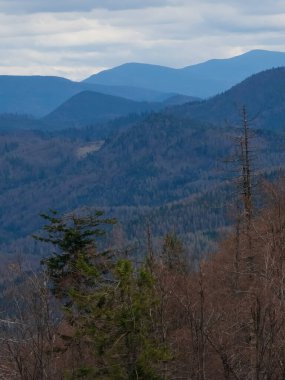 Sonbaharda, arka planda bulutlu bir gökyüzü olan güzel bir orman görüntüsü.