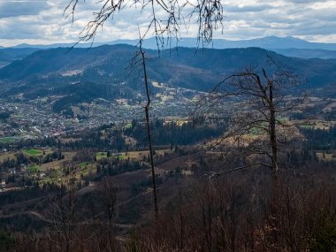 Almanya 'da bir ormanın ortasında yeşil tepeli güzel bir ağaç görüntüsü.
