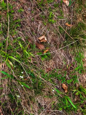 düşen yapraklar yeşil çim.