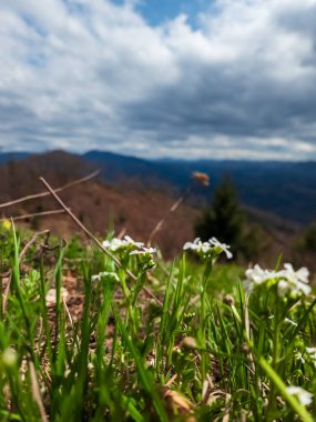 Dağlardaki güzel yeşil çimlerin dikey görüntüsü.