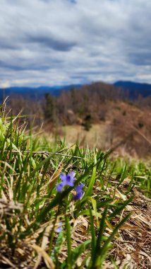 Dağlardaki bir ormanda bahar çiçekleri. güzel doğa arkaplanı.