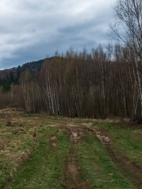 Bulutlu bir günde, ormanda toprak yol
