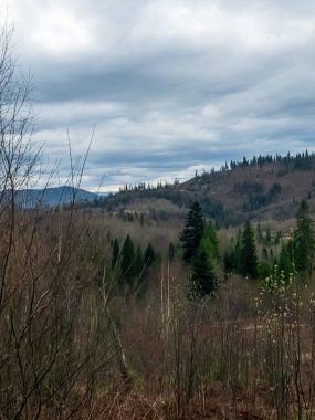 Kasvetli havanın ortasında bir dağ ormanının dikey görüntüsü.
