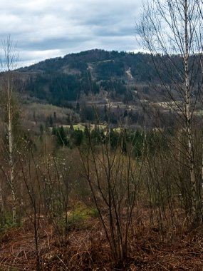Ormanı olan güzel bir sonbahar manzarası