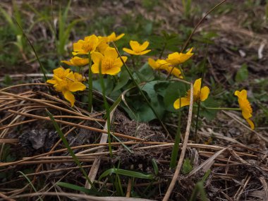 Dağlardaki ormandaki sarı çiçek