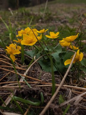 Ormandaki sarı bahar çiçekleri