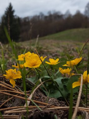Bahçede güzel bahar çiçekleri
