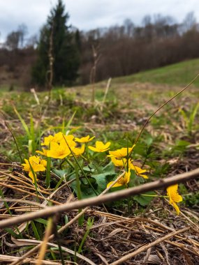 Bahar çiçekleri ve yeşil yapraklar güneşli bir günde