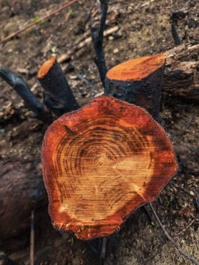 Bir kütüğe yaklaş