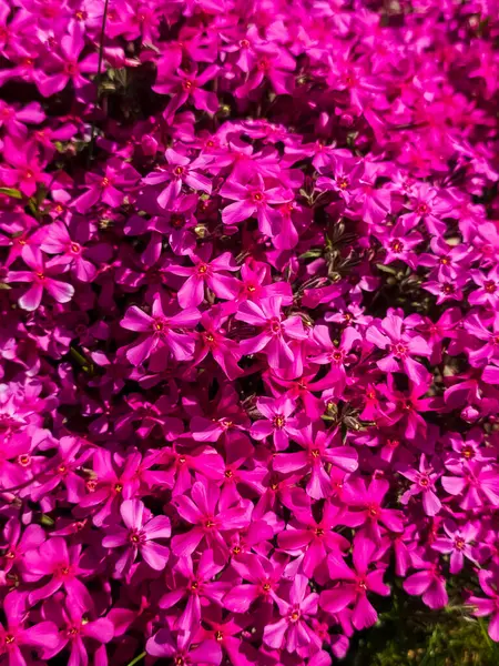 Bahçedeki pembe çiçekler