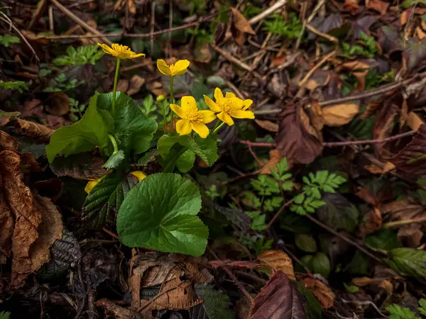 Ormanda güzel çiçekler
