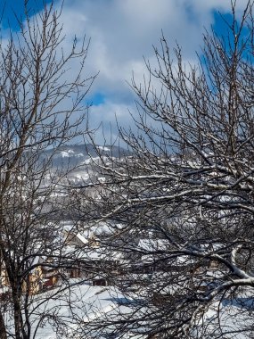 Ormanda karla kaplı ağaçlar