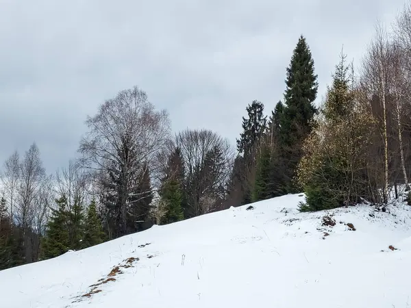 Çam ormanlı karlı kış dağı