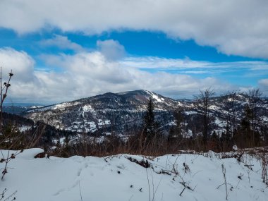 Karla kaplı ağaçlarla kaplı kış ormanı