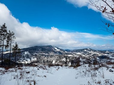 Ormanın güzel manzarası